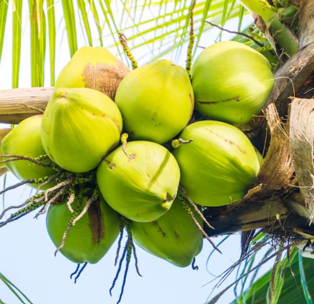 Fresh Coconut - APEX FOODS
