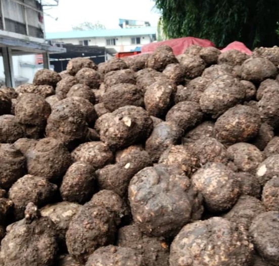 Elephant Yam - APEX FOODS