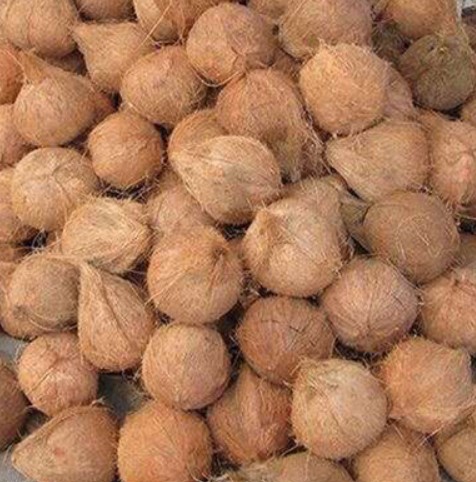 Semi-Husk Coconut - APEX FOODS