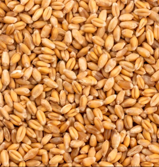 Premium Wheat - APEX FOODS